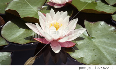 Gently pink lotus flower in natural habitat. 102582211