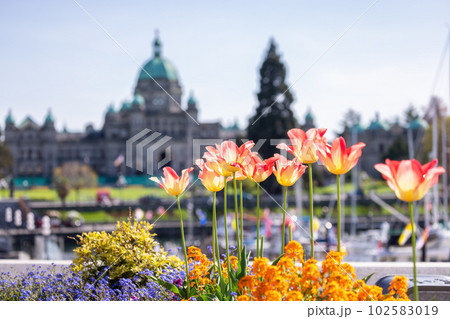 Legislative Assembly of British Columbia in the Capital City during a sunny day. Downtown Victoria 102583019