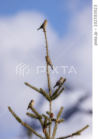 Small Bird sitting on a tree branch with snow mountains in background. Small Bird sitting on a tree branch with snow mountains in background. 102583023