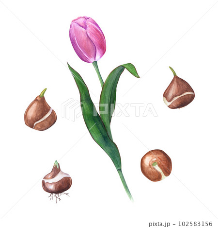 Watercolor floral spring illustration of pink tulip with bulb isolated on white background. Perfect for wallpaper, textile, for the design of magazines, flower shop, notebooks, greeting cards Watercolor floral spring illustration of pink tulip with bulb isolated on white background. Perfect for wallpaper, textile, for the design of magazines, flower shop, notebooks, greeting cards 102583156