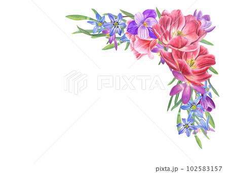 Watercolor frame with scillas, daffodils, tulips, crocus isolated on white background. Illustration for the design of Valentines day, birthday, wedding postcards, invitations Watercolor frame with scillas, daffodils, tulips, crocus isolated on white background. Illustration for the design of Valentines day, birthday, wedding postcards, invitations 102583157