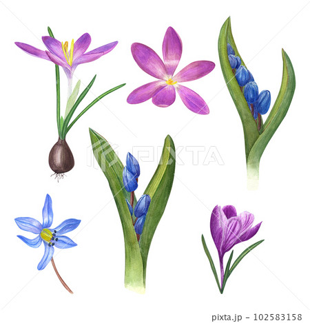 Watercolor set of blooming crocuses, scilla flowers (Scilla siberica) isolated on white background. Botanical illustration for card, book design, greetings, stickers, patterns, banners, templates Watercolor set of blooming crocuses, scilla flowers (Scilla siberica) isolated on white background. Botanical illustration for card, book design, greetings, stickers, patterns, banners, templates 102583158