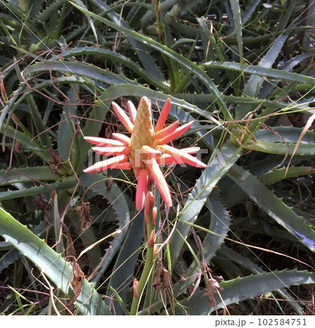 アロエの花 アロエの花 102584751