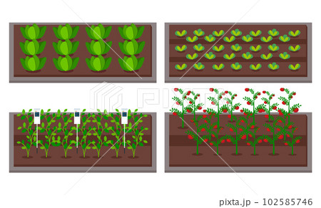 Growing vegetables using modern technology, use greenhouses. Level neat seedlings beds with sensors 102585746