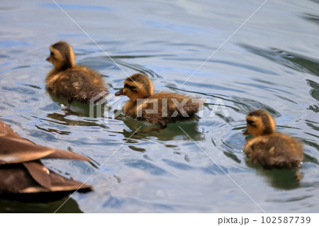 カルガモの親子 イメージ カルガモの親子 イメージ 102587739