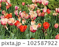 group of pink and red tulips, close-up 102587922