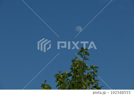 北杜市白州町、キモクレンの花に青空に浮かぶ月齢12.9の月 北杜市白州町、キモクレンの花に青空に浮かぶ月齢12.9の月 102588555