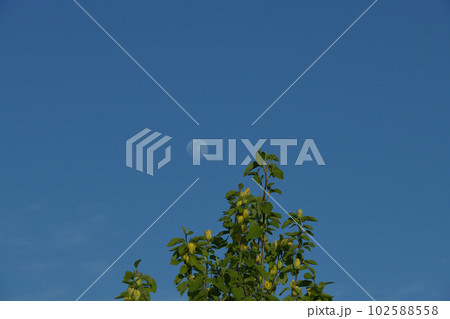 北杜市白州町、キモクレンの花に青空に浮かぶ月齢12.9の月 102588558