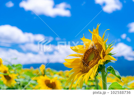 【夏素材】明野のひまわり畑と青空【山梨県】 102588736