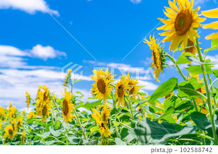 【夏素材】明野のひまわり畑と青空【山梨県】 102588742