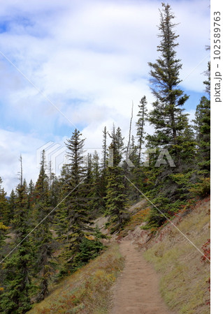 カナダの観光地ジャスパー国立公園の美しい自然と景色 102589763