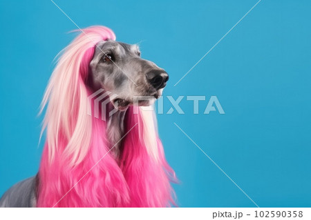 Afghan Hound with pink fur sitting on turquoise...のイラスト素材 [102590358] -  PIXTA