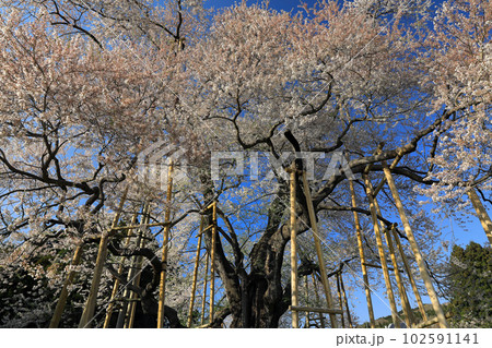 福島県の一本桜・・戸津辺の桜 102591141