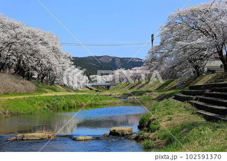 福島県の桜並木・・北須川・今出川の桜並木 福島県の桜並木・・北須川・今出川の桜並木 102591370