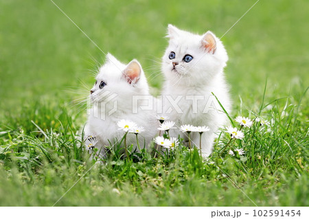 Two cute white kittens sitting on the lawn 102591454