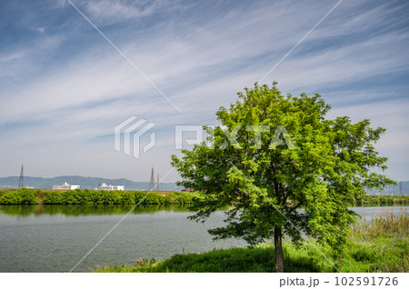淀川河川敷に立つ新緑の木 102591726