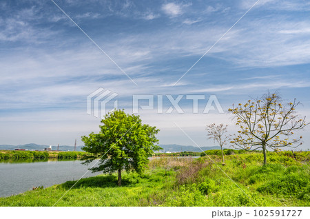 淀川河川敷に立つ新緑の木 102591727