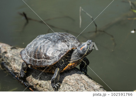 流木の上で甲羅干しするアカミミガメ 102591766