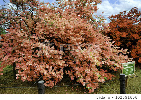 勾当内待遺愛のツツジ1 勾当内待遺愛のツツジ1 102591838