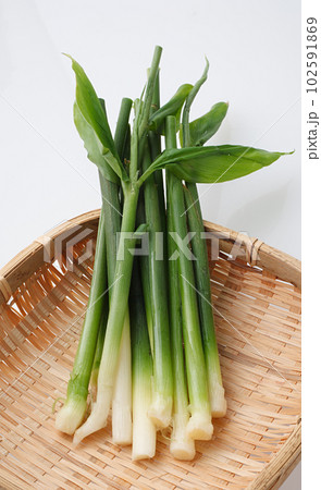 茗荷竹 茗荷竹 102591869