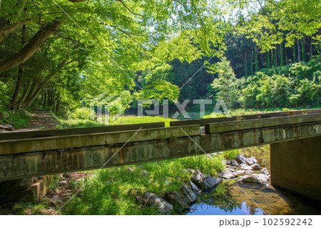 塩沢冠水橋　槻川　新緑の風景　武蔵の小京都　 102592242