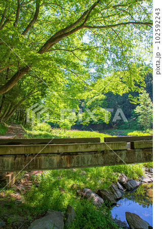 塩沢冠水橋　槻川　新緑の風景　武蔵の小京都　 102592243