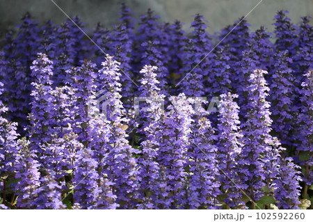 紫の花びらのセイヨウジュウニヒトエの花が満開に咲く風景 紫の花びらのセイヨウジュウニヒトエの花が満開に咲く風景 102592260