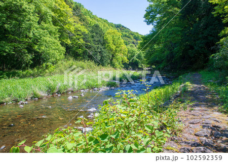塩沢冠水橋下流の眺め　槻川　新緑の風景　武蔵の小京都　 102592359