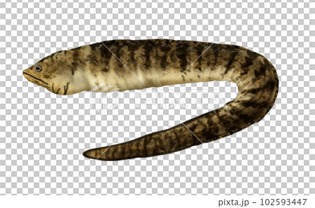 Realistic Utsubo 102593447