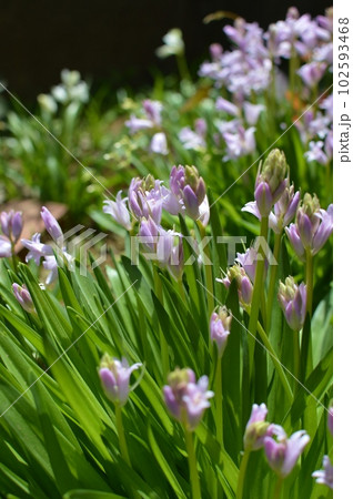庭に咲くピンク色のシラーの花 102593468