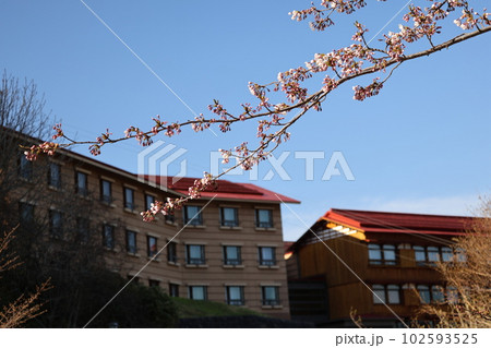 ピンクの花びらの桜の花が咲く枝の先に赤い屋根で木造の宿泊施設の建物と雲と青空の見える風景 102593525