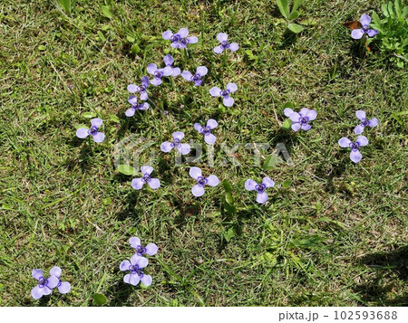 雑草が勢いづく頃に花開くチリアヤメ 雑草が勢いづく頃に花開くチリアヤメ 102593688