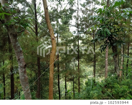 Pine forest on pringgitan forest, east Java, Indonesia 102593944