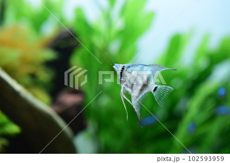 水槽の熱帯魚 102593959
