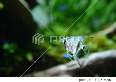 水槽の熱帯魚 102593961