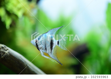 水槽の熱帯魚 水槽の熱帯魚 102593963
