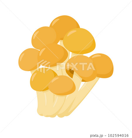 なめこのベクターイラスト。 102594016