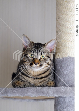 キャットタワーでくつろぐネコ 102594179