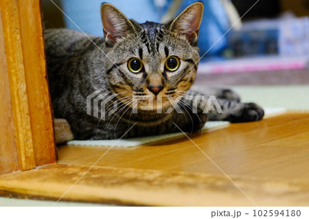 家の中でじっと見つめてくる猫 102594180