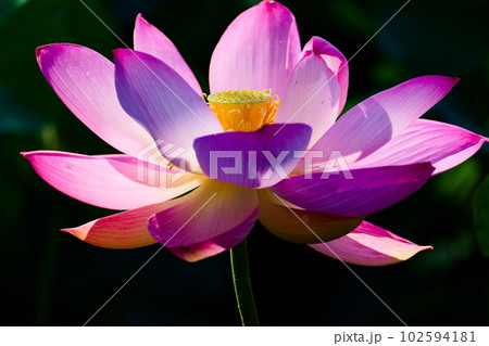 クローズアップで撮った一輪の蓮の花 102594181