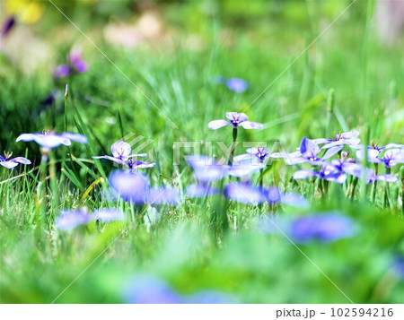 緑に映える青紫チリアヤメ 緑に映える青紫チリアヤメ 102594216
