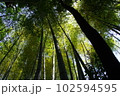 初夏の大沢の里の竹林 102594595