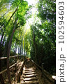 大沢の里国分寺崖線の階段を囲む竹林 102594603