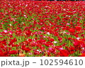 荒川に群生するポピー畑一面の赤色 102594610