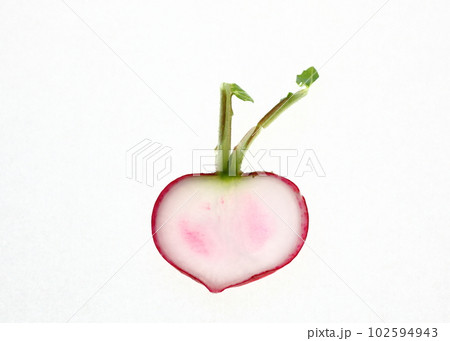 輪切りしたラディッシュの観察 102594943