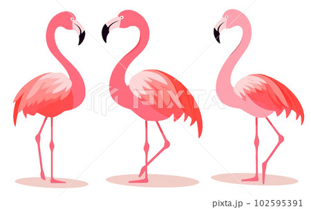 set vector collection illustration of tropical pink flamingo isolated on white background set vector collection illustration of tropical pink flamingo isolated on white background 102595391