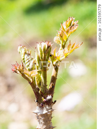 タラの芽 102595779