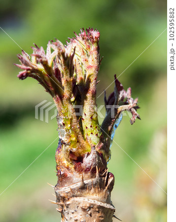 タラの芽 タラの芽 102595882