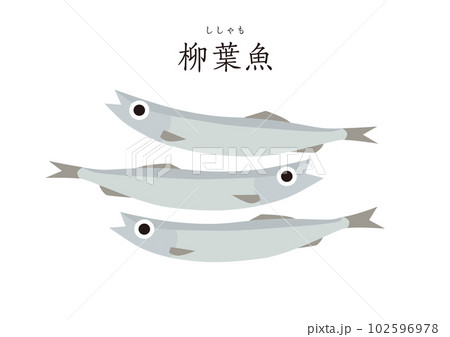 グッドフード　和の食材　シンプルなシシャモ　柳葉魚 102596978