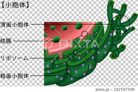 細胞　小胞体　構造　イラスト　日本語 102597598